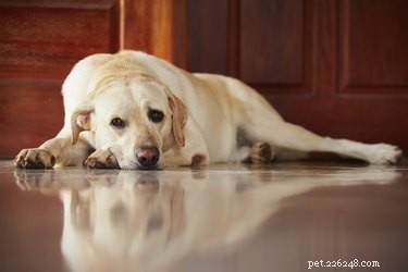 Recognizing and Managing Testicular Cancer in Dogs: Key Symptoms & Prognosis