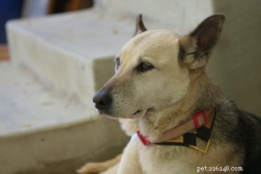Effective Home Remedies for Treating Dog Mange: A Vet‑Approved Guide