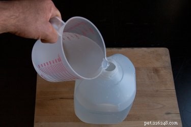 Effective Home Remedies for Treating Dog Mange: A Vet‑Approved Guide