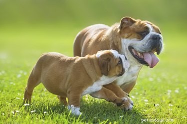Postpartum Care Guide for Female Dogs: Nurturing Mamas After Puppies
