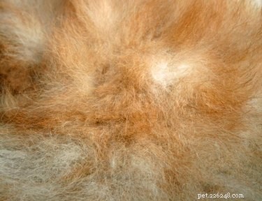 Professional Guide to Relieving Dry Skin in Puppies