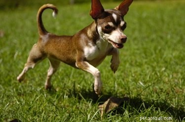 Professional Guide to Relieving Dry Skin in Puppies