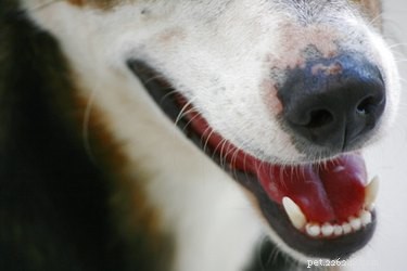 Professional Guide to Relieving Dry Skin in Puppies