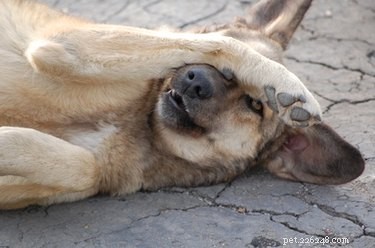 Professional Guide to Relieving Dry Skin in Puppies