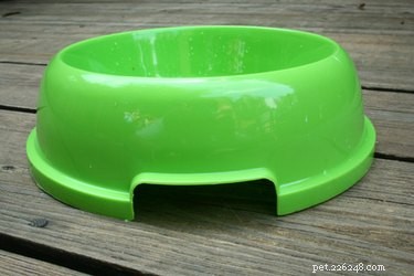 Professional Guide to Relieving Dry Skin in Puppies