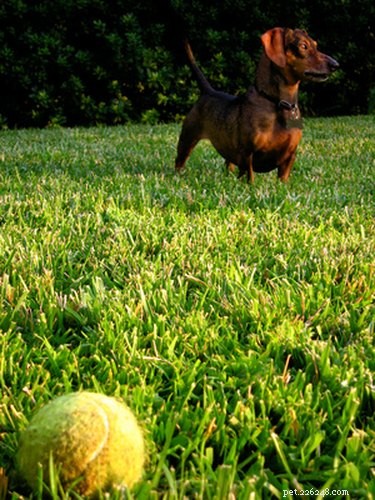 Effective Relief for Dog Hives: Quick, Safe Solutions