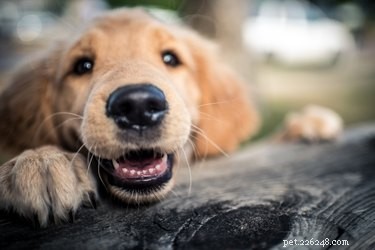 Why Does My Dog’s Nose Run? Common Causes & When to Call a Vet