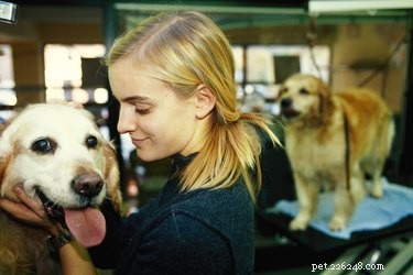 Safe Home Rabies Vaccination for Dogs: Step‑by‑Step Guide