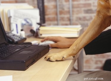 Safe Home Rabies Vaccination for Dogs: Step‑by‑Step Guide
