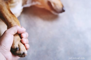 Understanding Why Your Dog Vomits White Foam: Causes and When to Seek Help