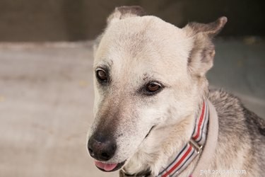 Safe, Effective Home Remedies to Keep Flies Off Dogs