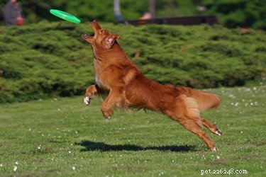 Safe, Effective Home Remedies to Keep Flies Off Dogs