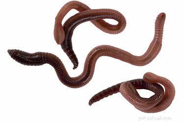 Understanding the Side Effects of Dog Worm Treatments: What to Watch For