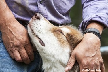 Safe Solutions for Your Dog s Dry Skin: Why Baby Oil Isn’t the Best Choice