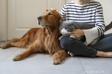 Safe Solutions for Your Dog s Dry Skin: Why Baby Oil Isn’t the Best Choice