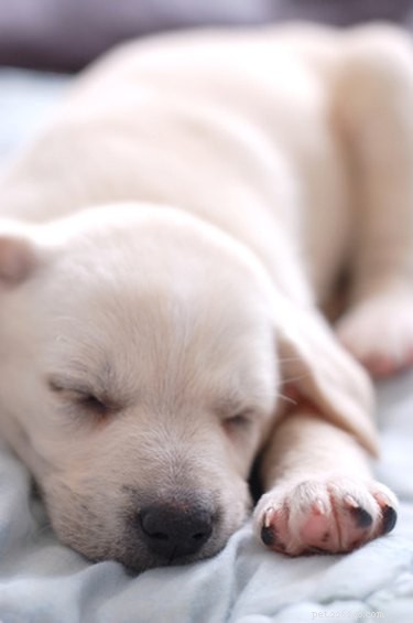 Common Skin Conditions in Newborn Puppies: Causes, Symptoms, and Care