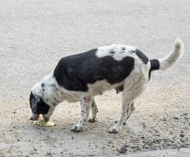 Safe Techniques for Inducing Vomiting in Dogs: When and How to Use Salt
