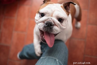 Why Is My Female Dog Smelling Bad? Causes & Solutions