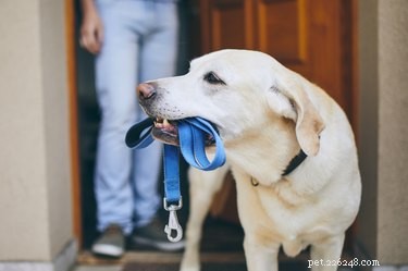 How to Spot When Worms Are Leaving Your Dog: Key Indicators
