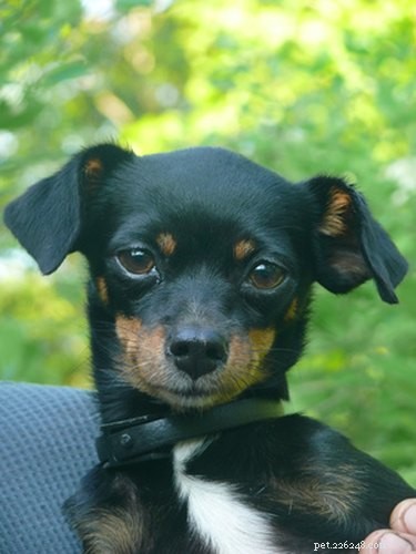 Effective Cephalexin Treatment for Dog Ear Infections: Fast Relief and Vet-Recommended Care