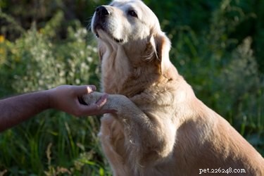 Guidelines for Humanely Euthanizing a Sick Dog
