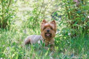 Yorkshire Terrier Pregnancy Stages: Care & Timeline