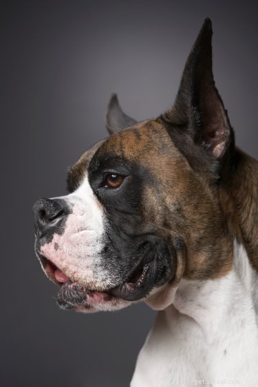 Understanding Cancer Risks in Boxers: Causes, Prevention, and Care