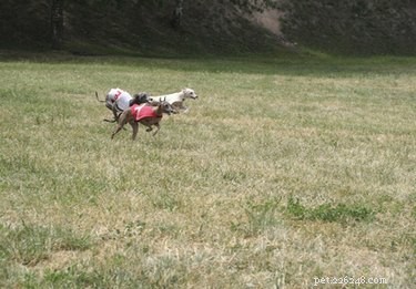 Dog Toe Amputation: Safe, Pain‑Free Recovery for Greyhounds and Other Breeds