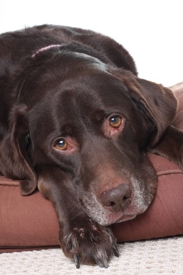 Azodyl Side Effects in Dogs: Key Symptoms and Management