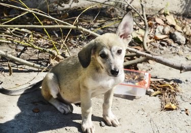 Common Stray Dog Diseases You Should Know Before Adoption