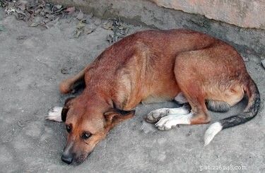 Effective Scar Treatment for Dogs: Restore Skin & Comfort