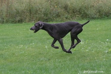 Cosequin for Dogs: Benefits, Uses, and Possible Side Effects