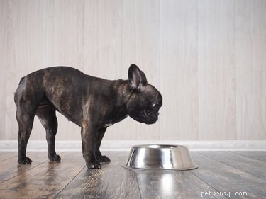 Nutritional Guide: Best Foods to Manage and Prevent Bladder Stones in Dogs