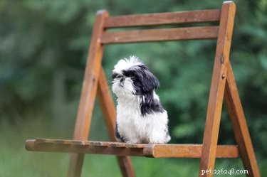 Understanding the Stages of a Shih Tzu s Pregnancy