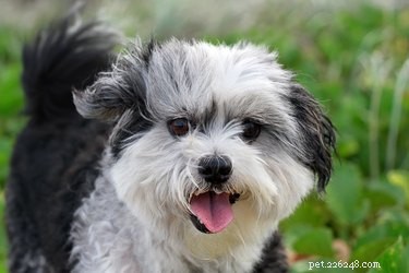 Understanding the Stages of a Shih Tzu s Pregnancy