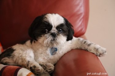 Understanding the Stages of a Shih Tzu s Pregnancy