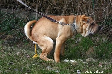 Effective Home Remedies to Relieve Your Dog’s Constipation