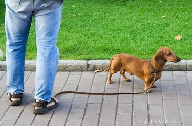 Dachshund Foot Care: Preventing Common Paw Problems