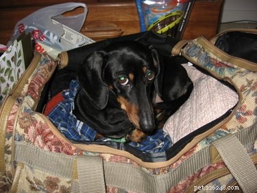 Dachshund Foot Care: Preventing Common Paw Problems