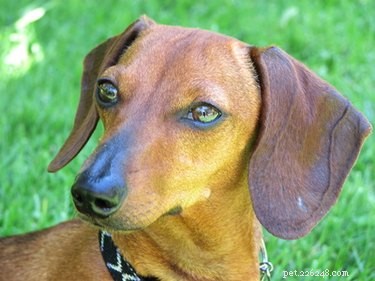 Dachshund Foot Care: Preventing Common Paw Problems