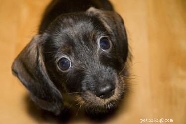 Dachshund Foot Care: Preventing Common Paw Problems