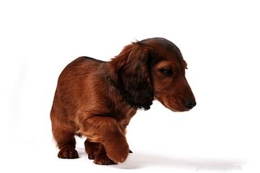 Dachshund Foot Care: Preventing Common Paw Problems