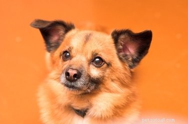 Top Antifungal Creams for Treating Yeast Ear Infections in Dogs