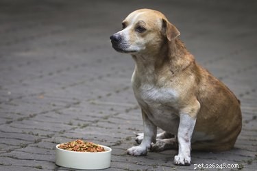 Effective Natural Remedies to Relieve Arthritis Pain in Dogs