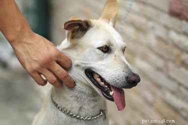 Effective Natural Remedies to Relieve Arthritis Pain in Dogs