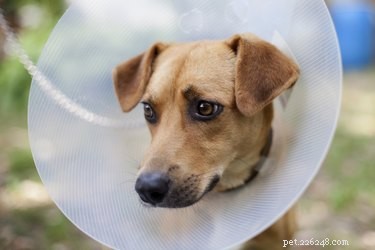 Triple Antibiotic Ointment for Dogs: Safe, Nonprescription Wound Care