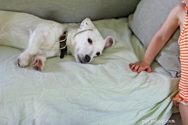 Canine Distemper Vaccine: Understanding Side Effects & Protection