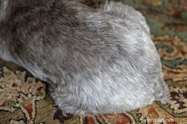 Canine Distemper Vaccine: Understanding Side Effects & Protection