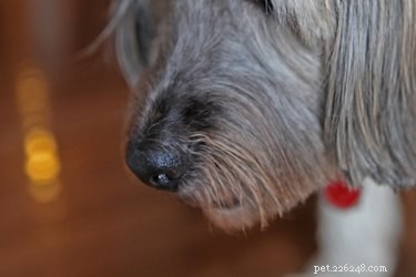 Canine Distemper Vaccine: Understanding Side Effects & Protection
