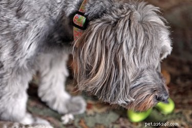 Canine Distemper Vaccine: Understanding Side Effects & Protection